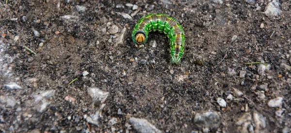 Chenille Verte Sur Gros Plan — Photo