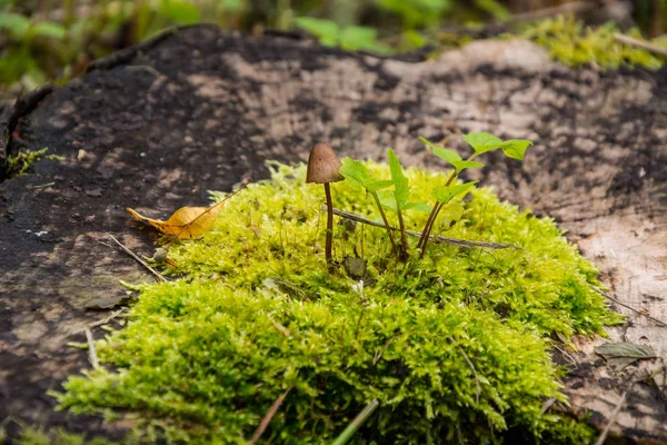 Mały Grzyb Lesie Mech Fotografia Zbliżenie Magiczny Grzyb — Zdjęcie stockowe