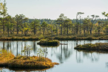 Sonbaharda milli parkta dev bataklıklar. 