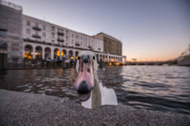 Su Üzerine Düşünceler. Hamburg, Almanya'da gün batımı. Kamerayı ısırmaya çalışan güzel beyaz kuğu. Yakın çekim.