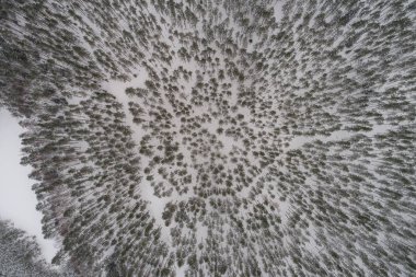 Karla kaplı kış ormanının havadan görünüşü.