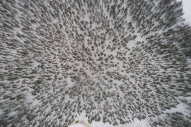 Karla kaplı kış ormanının havadan görünüşü.