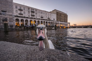 Su Üzerine Düşünceler. Hamburg, Almanya'da gün batımı. Kamerayı ısırmaya çalışan güzel beyaz kuğu. Yakın çekim.
