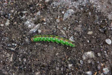 Bir zemin closeup yeşil tırtıl.