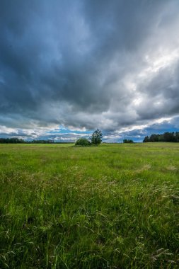 Yeşil buğday tarlası. Yaz fırtınası manzarası. Güzel bulutlar. Epik Doğa manzara.
