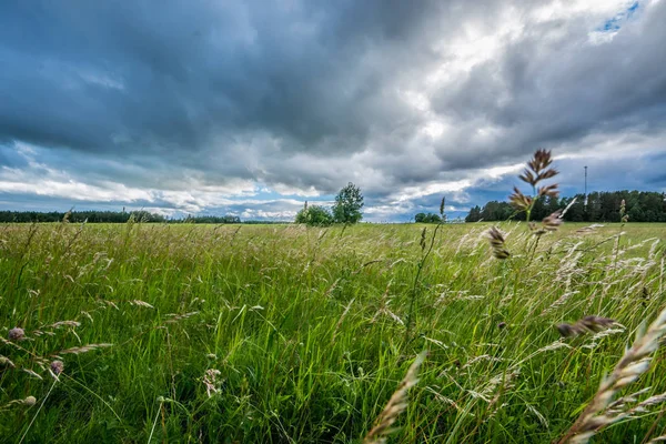 緑の小麦畑 夏の嵐の風景 美しい雲壮大な自然の風景 — ストック写真