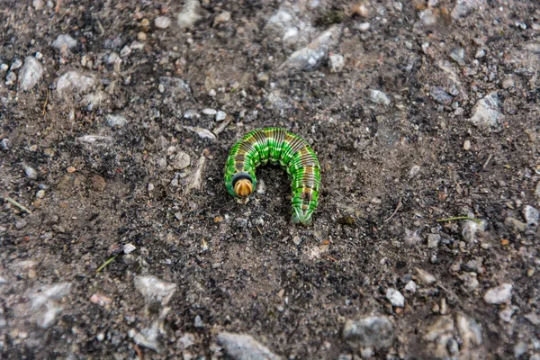 Chenille Verte Sur Gros Plan — Photo