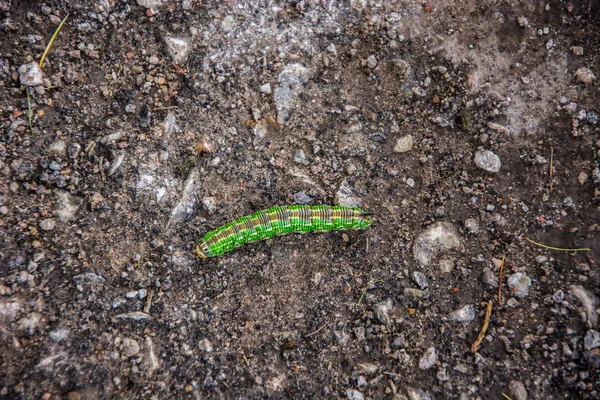 Chenille Verte Sur Gros Plan — Photo