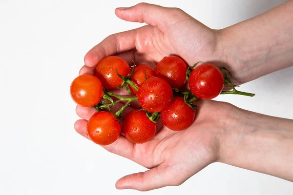 Foto Mostra Ramo Suculento Vermelho Tomate Sobre Fundo Branco — Fotografia de Stock