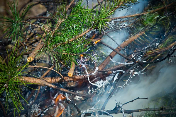 Incendio forestal —  Fotos de Stock