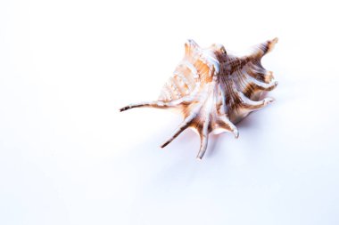 Fotoğraf beyaz bir arka planda bir deniz kabuğu gösterir