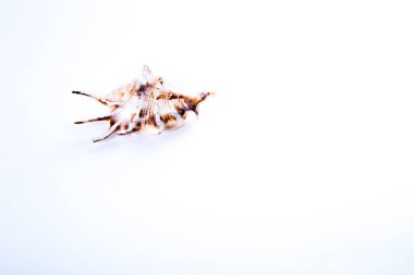 Fotoğraf beyaz bir arka planda bir deniz kabuğu gösterir