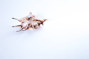 Fotoğraf beyaz bir arka planda bir deniz kabuğu gösterir