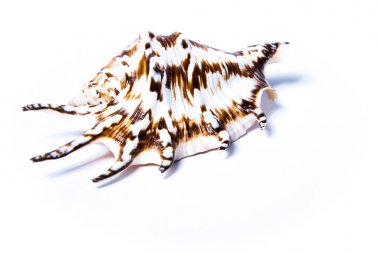 Fotoğraf beyaz bir arka planda bir deniz kabuğu gösterir