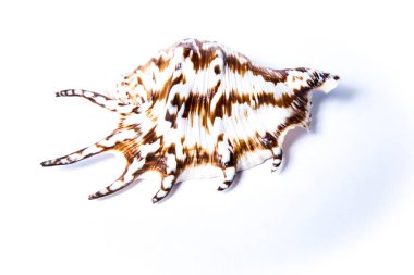 Fotoğraf beyaz bir arka planda bir deniz kabuğu gösterir