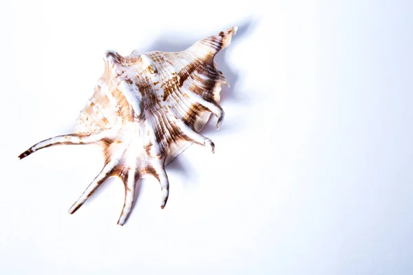 Photo Shows Sea Shell White Background — Stock Photo, Image