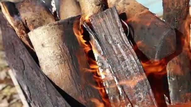 Video Muestra Cómo Viejas Hojas Otoño Árboles Ramas Pino Queman — Vídeos de Stock