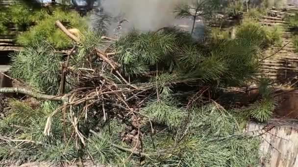 Video Shows How Old Autumn Leaves Trees Pine Branches Burning — Stock Video