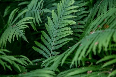 Fotoğraf bir bitki, yeşil, orman eğrelti gösterir.