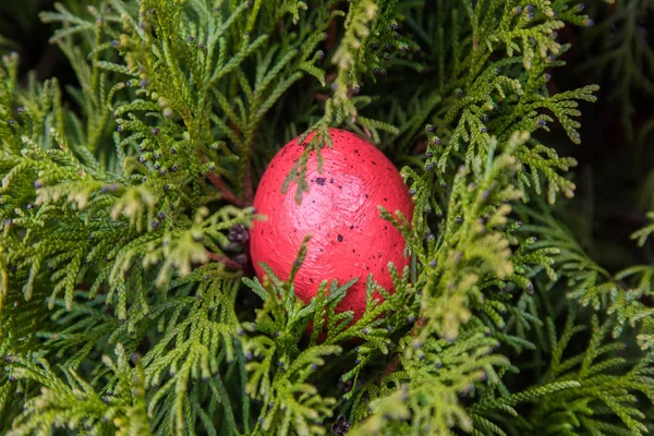 Verschiedenen Farben Bemalte Ostereier Die Auf Den Zweigen Von Thuja — Stockfoto