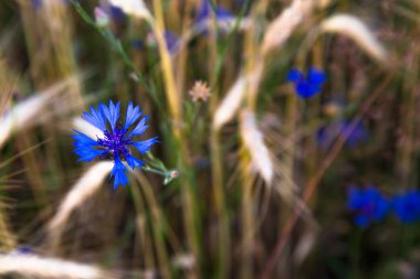 güneşli bir günde cornflowers ile altın buğday tarlası