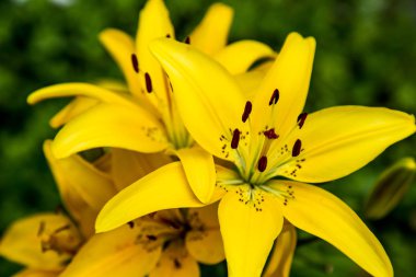 Güzel sarı çiçek