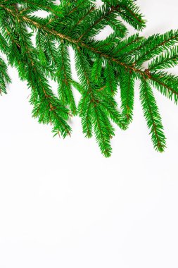 Beyaz izole arka planda ladin dalları vardır