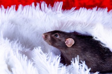 Beyaz arka planda koyu gri bir fare.