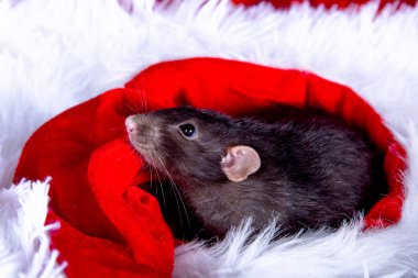 Kırmızı Noel Baba şapkalı beyaz tüylü bir battaniyenin üzerinde siyah bir fare oturuyor ve yeni yılın tadını çıkarıyor. 2020 yılının sembolü, Çin burçlarına göre hayvan.