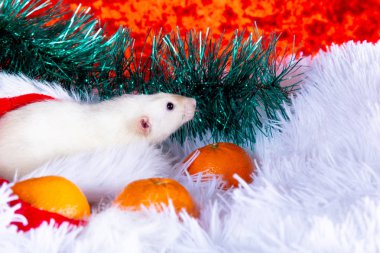Beyaz tüylü bir battaniyenin üzerinde kırmızı bir Noel Baba şapkası içinde beyaz bir fare oturuyor.
