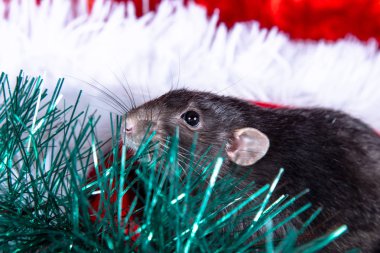 Kırmızı şapkalı beyaz tüylü bir battaniyenin üzerinde siyah bir fare oturuyor.