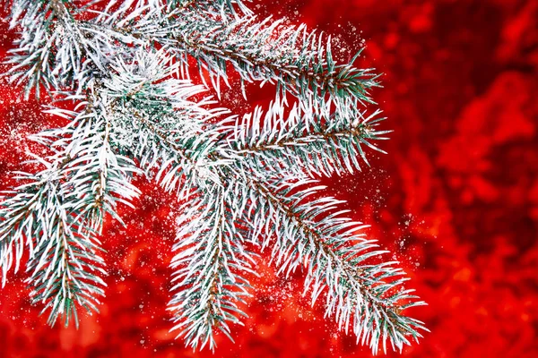 Ramo Abeto Fundo Vermelho Cartão Natal Pape Parede — Fotografia de Stock