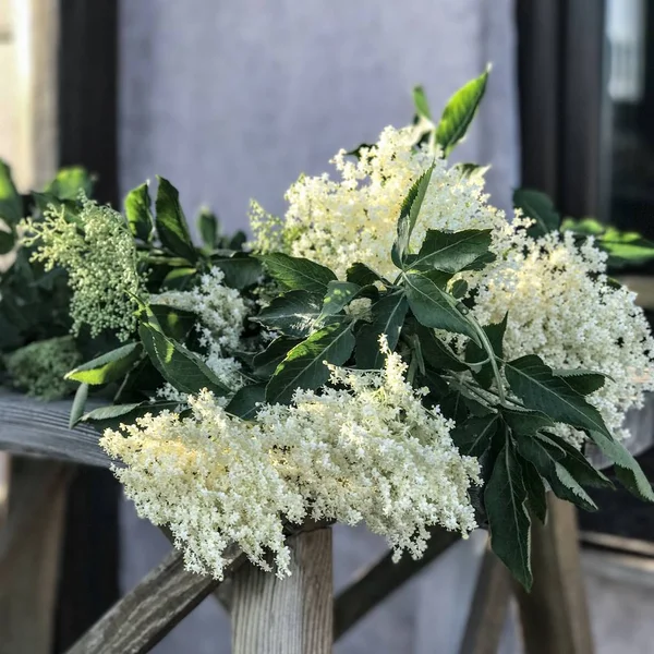 buket beyaz mürver çiçekleri