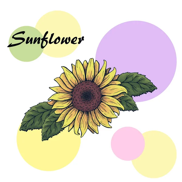 sunflower flower with leaves, graphics, background