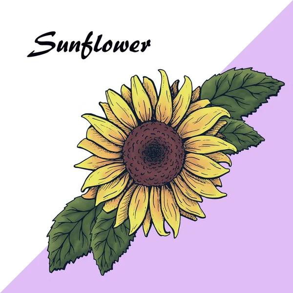 sunflower flower with leaves, graphics, background