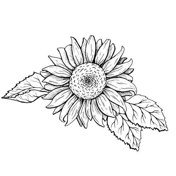 sunflower flower, sketch, graphics