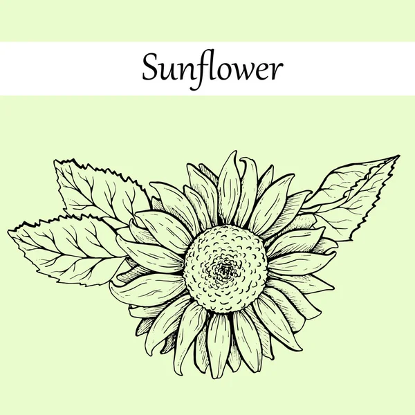 sunflower flower, sketch, graphics