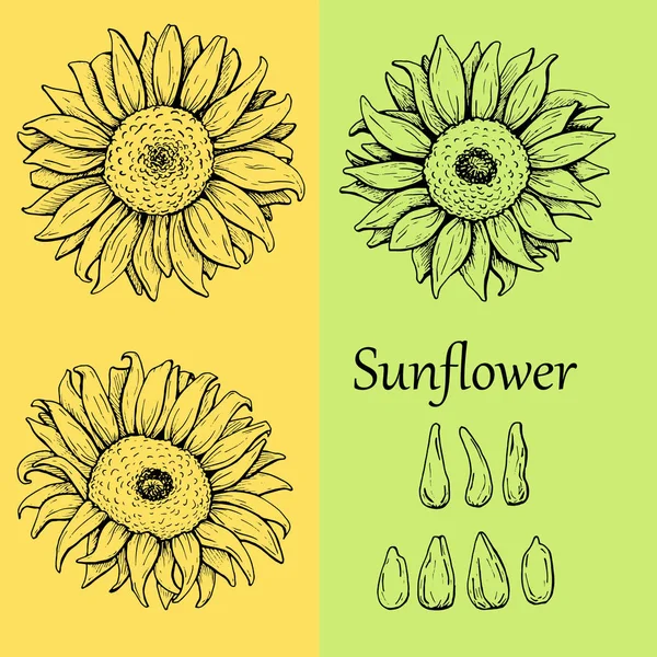 sunflower flowers, sketch, graphics
