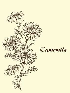 bej arka plan üzerinde papatya çiçek kroki, grafik