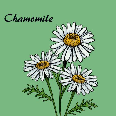 chamomiles seti, arka plan, grafik