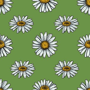 chamomiles seti, sorunsuz desen, grafik