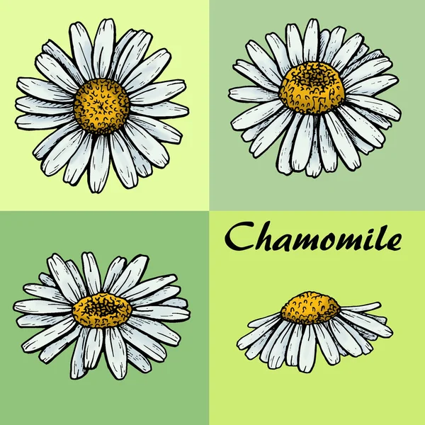 chamomiles seti, arka plan, grafik