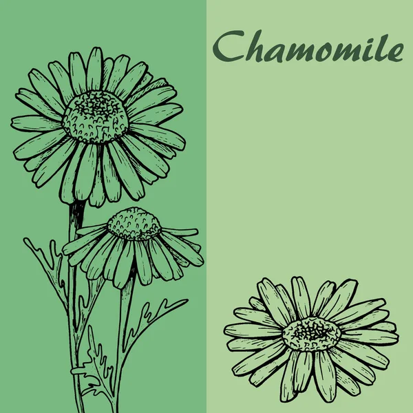 sketch of chamomile flowers, graphics, camomiles