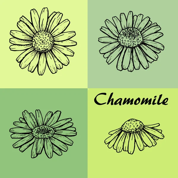 papatya tomurcukları kroki, grafik, desen, kamuflaj