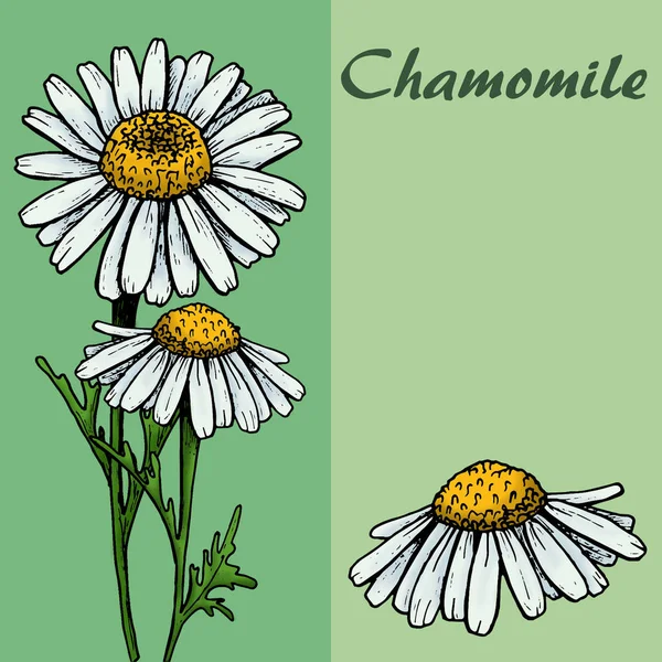 Készlet Chamomiles Háttér Grafika — Stock Fotó