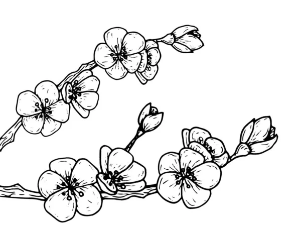 Boceto Flores Cerezo Gráficos Imágenes de stock libres de derechos