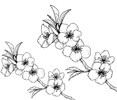 İki sprig sprigs Sakura. Grafik çizim stili.