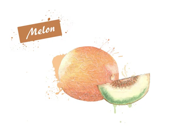 Kavun ve beyaz bir arka plan üzerinde suluboya boyalı parçası.