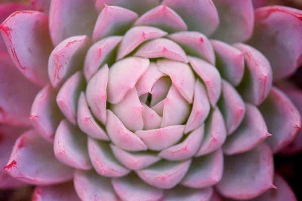 Rosetted succulent echeveria floral background — Stock Photo, Image