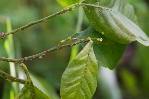 Diaspididae 'den etkilenen limon dalı